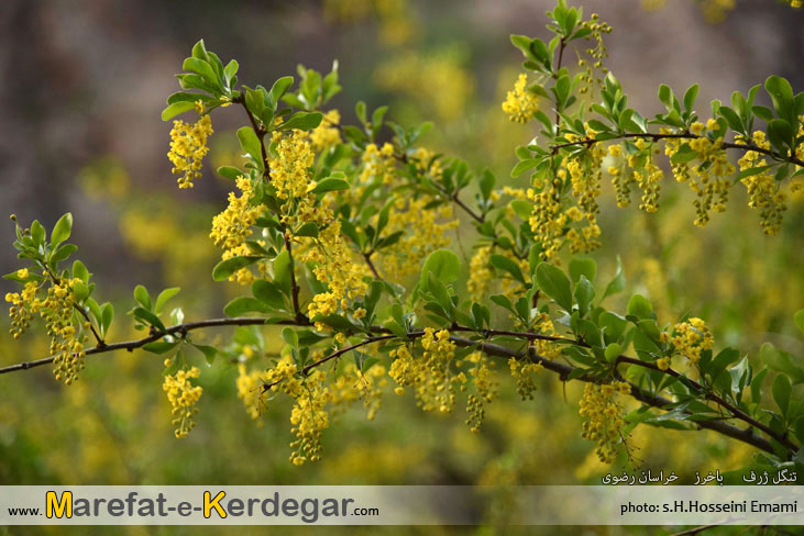 دره نوردی در باخرز دره نوردی در باخرز