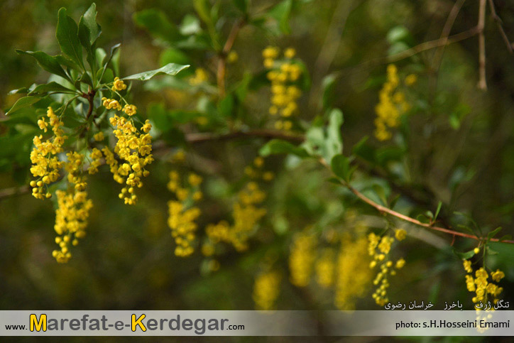 دره نوردی در خراسان رضوی دره نوردی در خراسان رضوی