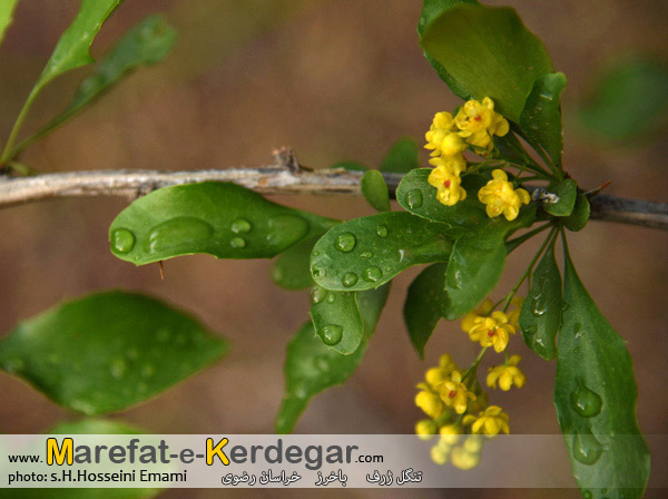 دره نوردی در خراسان رضوی دره نوردی در خراسان رضوی