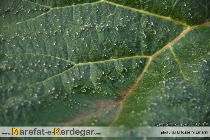 دره نوردی در استان خراسان رضوی دره نوردی در استان خراسان رضوی