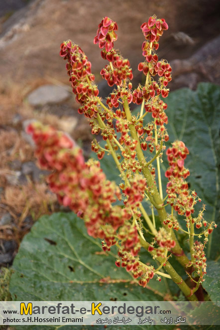 دره نوردی در استان خراسان رضوی دره نوردی در استان خراسان رضوی