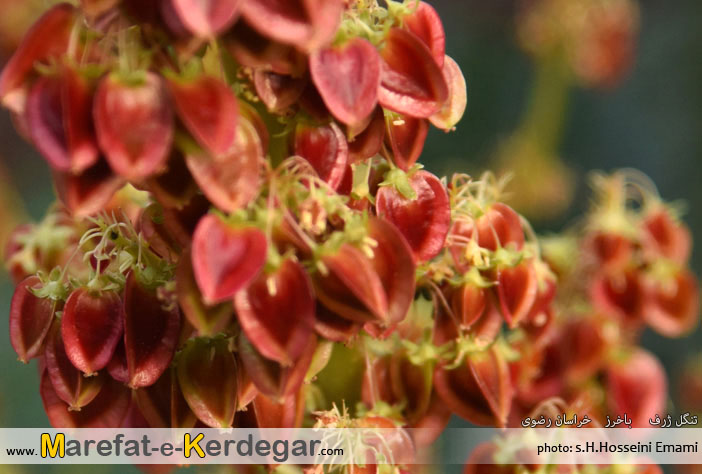 دره نوردی در ایران دره نوردی در ایران