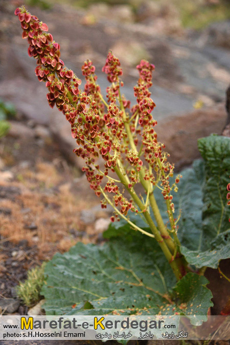 ریواس باخرز ریواس باخرز