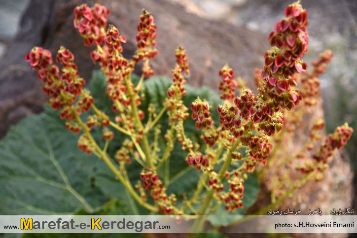 ریواس خراسان رضوی ریواس خراسان رضوی