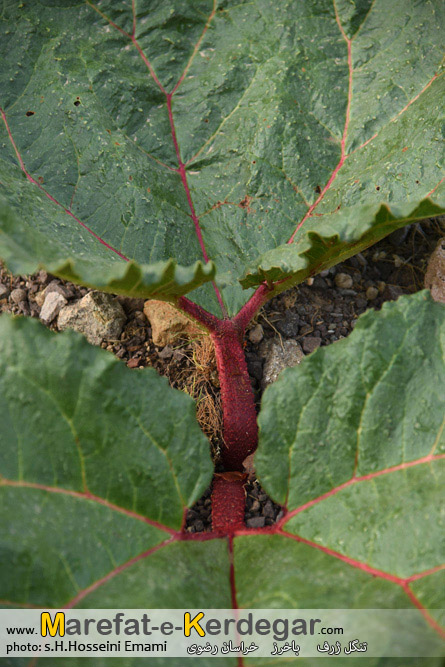 برگ ریواس برگ ریواس