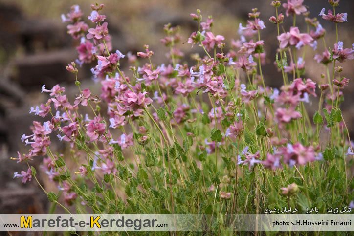 دیواره های استان خراسان رضوی دیواره های استان خراسان رضوی