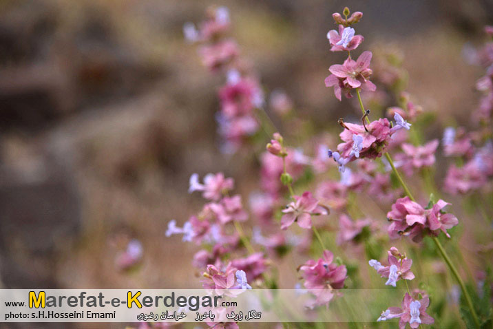 تنگل ژرف چهارطاق تنگل ژرف چهارطاق