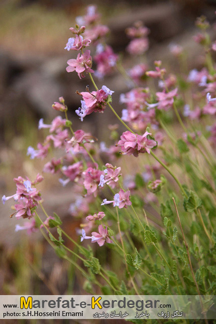 تنگل ژرف چهارطاق تنگل ژرف چهارطاق