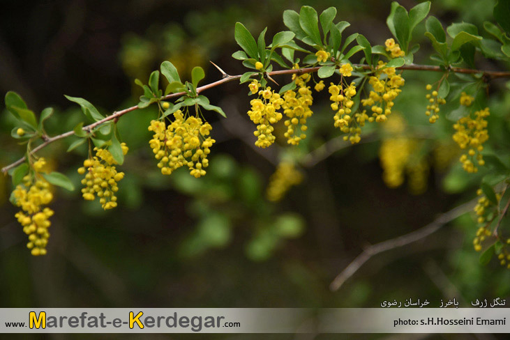 کوه های خراسان رضوی کوه های خراسان رضوی