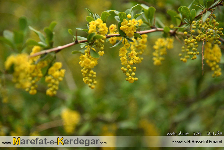 اماکن توریستی باخرز اماکن توریستی باخرز