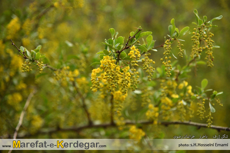 اماکن توریستی استان خراسان رضوی اماکن توریستی استان خراسان رضوی