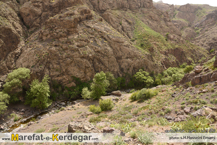 تنگل ژرف تنگل ژرف