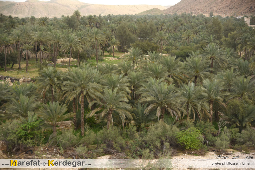 نخلستان های رویدر نخلستان های رویدر