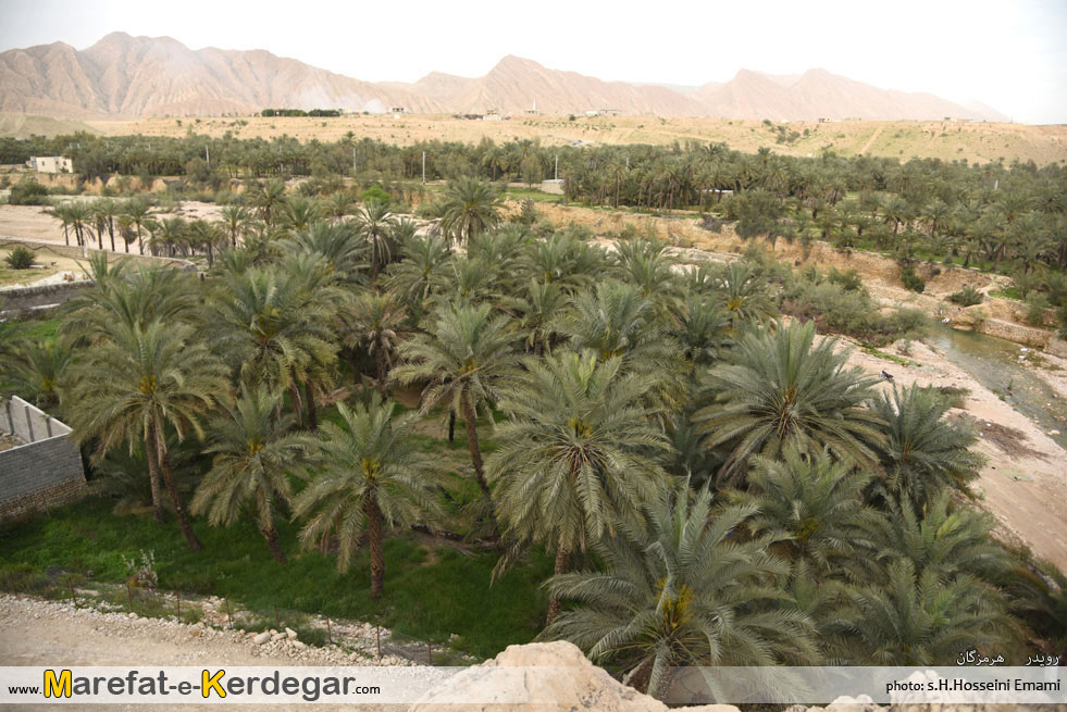 نخلستان های رویدر نخلستان های رویدر