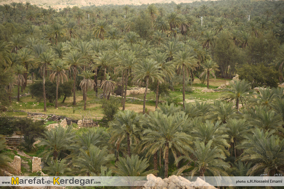 نخلستان های استان هرمزگان نخلستان های استان هرمزگان