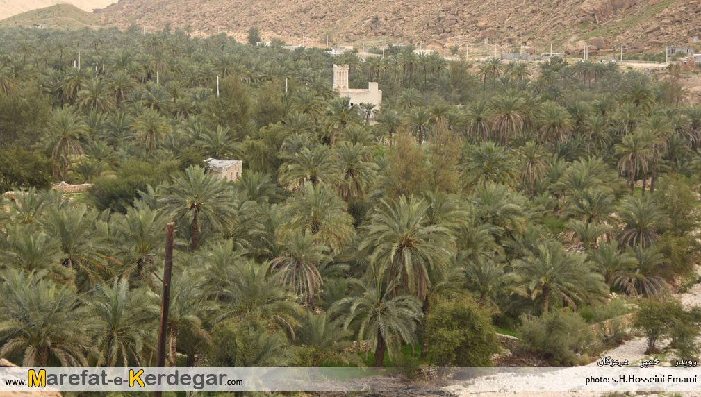 نخلستان های استان هرمزگان نخلستان های استان هرمزگان