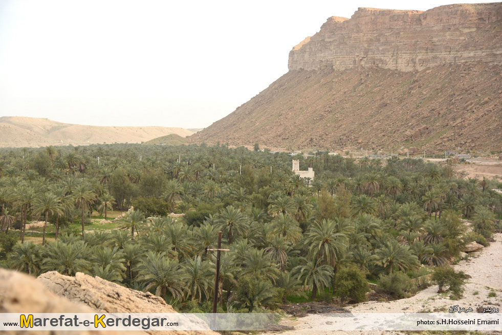 نخلستان های ایران نخلستان های ایران