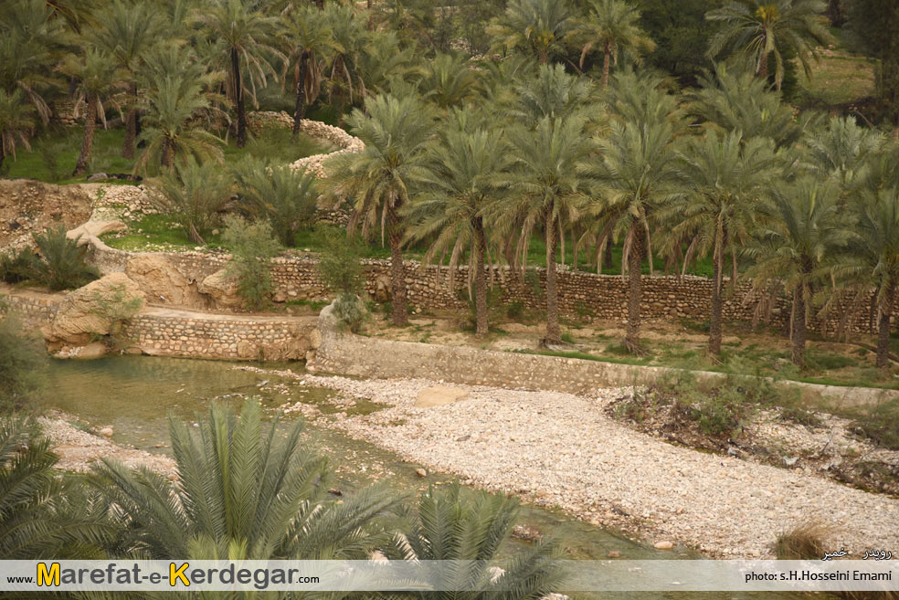 نخلستان های ایران نخلستان های ایران