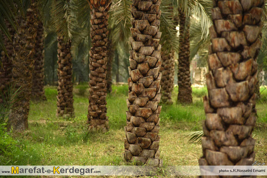 دیدنی های شهرستان خمیر دیدنی های شهرستان خمیر