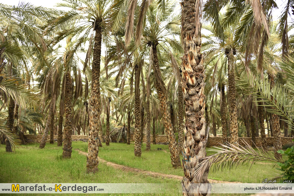 نخلستان های ایران نخلستان های ایران