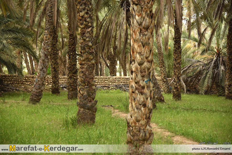 نخلستان های ایران نخلستان های ایران