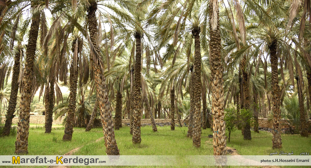 نخلستان های استان هرمزگان نخلستان های استان هرمزگان