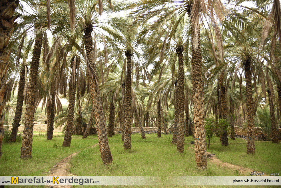 نخلستان های استان هرمزگان نخلستان های استان هرمزگان