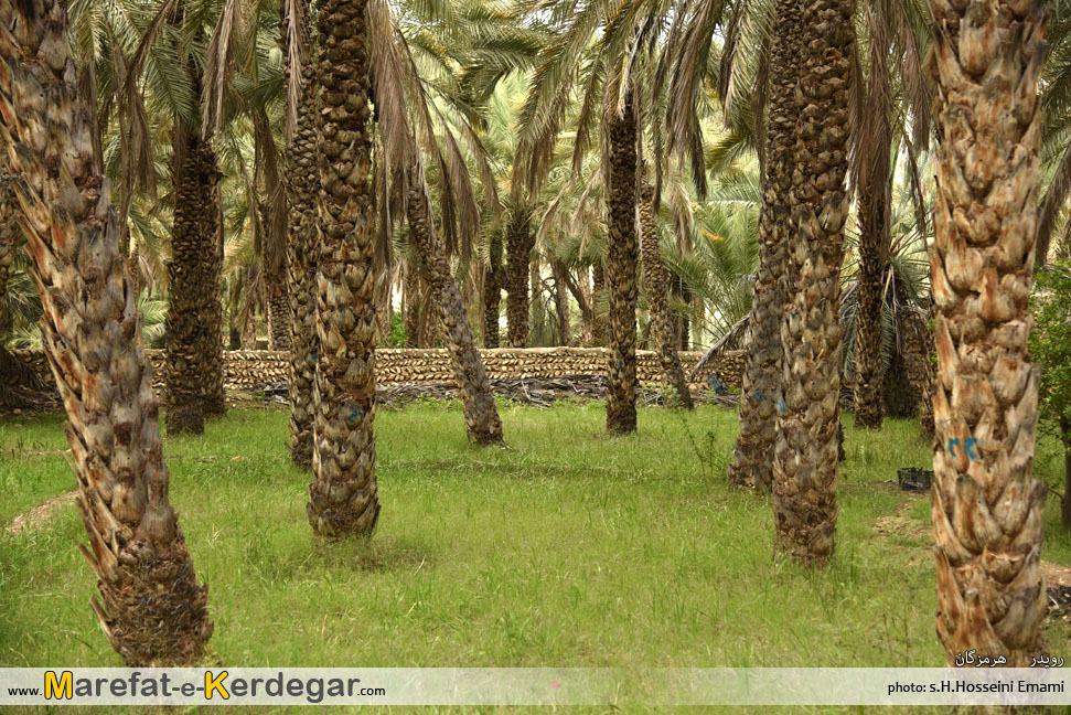 نخلستان های استان هرمزگان نخلستان های استان هرمزگان