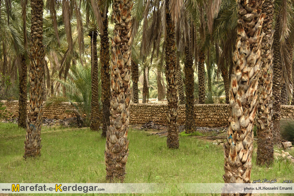 نخلستان های هرمزگان نخلستان های هرمزگان