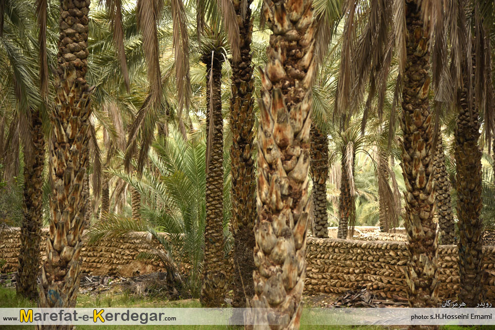 نخلستان های هرمزگان نخلستان های هرمزگان