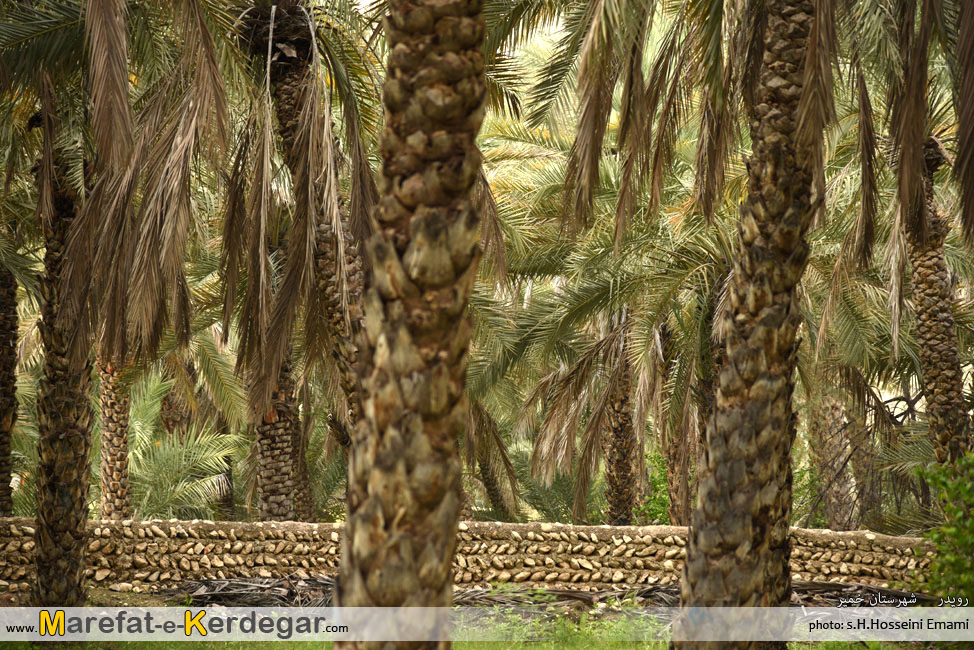 نخلستان های بندر خمیر نخلستان های بندر خمیر