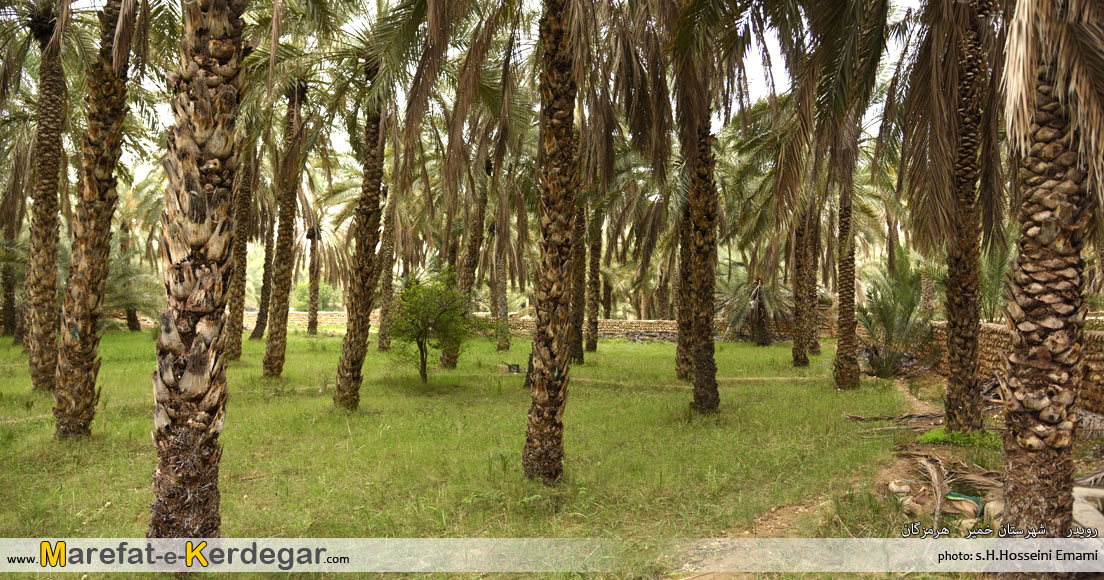 نخلستان های بندر خمیر نخلستان های بندر خمیر