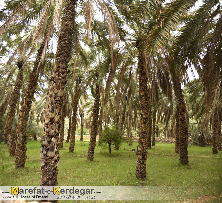 نخلستان های بندرخمیر نخلستان های بندرخمیر