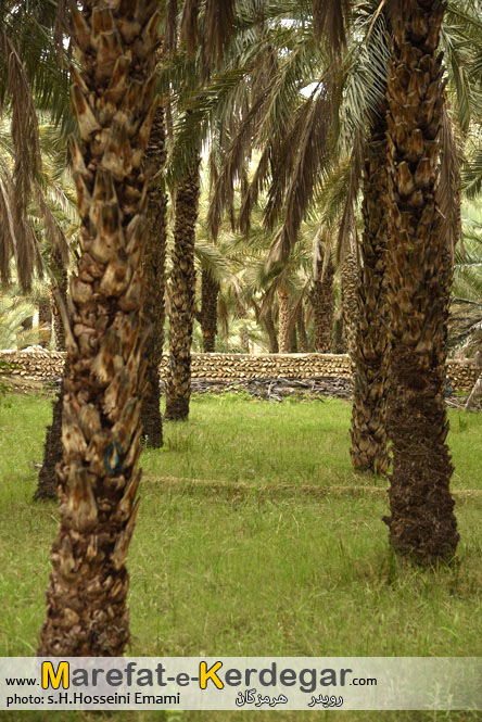 نخلستان های بندرخمیر نخلستان های بندرخمیر