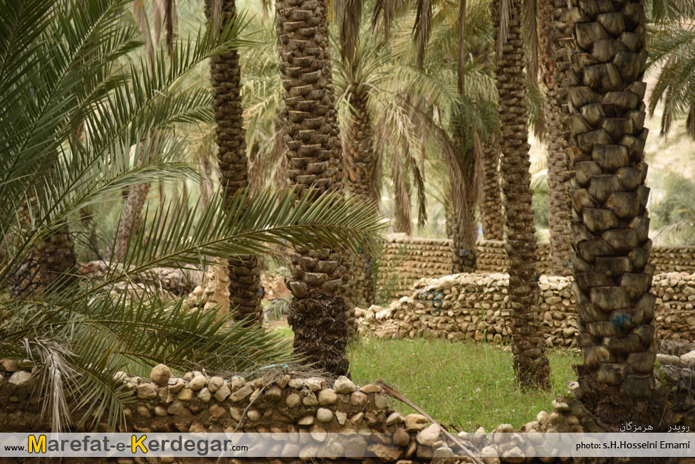 نخلستان رویدر نخلستان رویدر