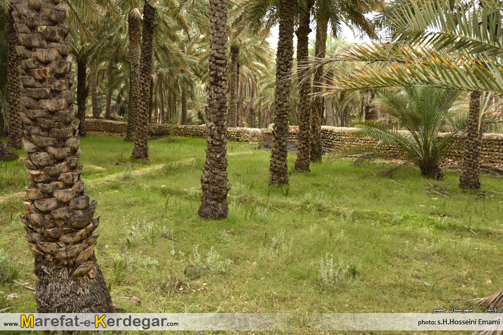 نخلستان رویدر نخلستان رویدر