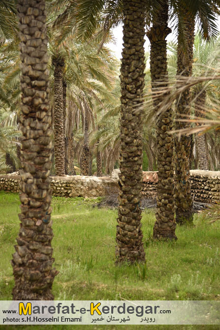 نخلستان رویدر نخلستان رویدر