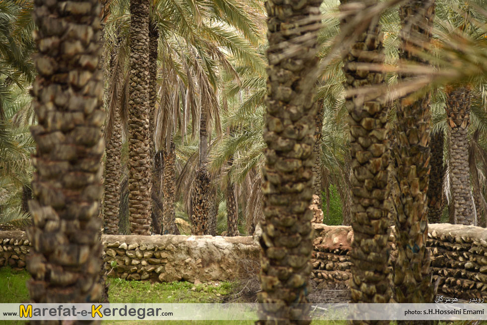 نخلستان رویدر نخلستان رویدر