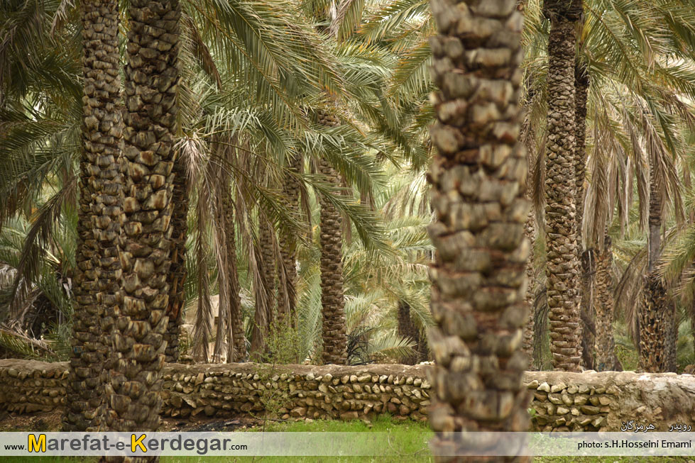 نخلستان رویدر نخلستان رویدر