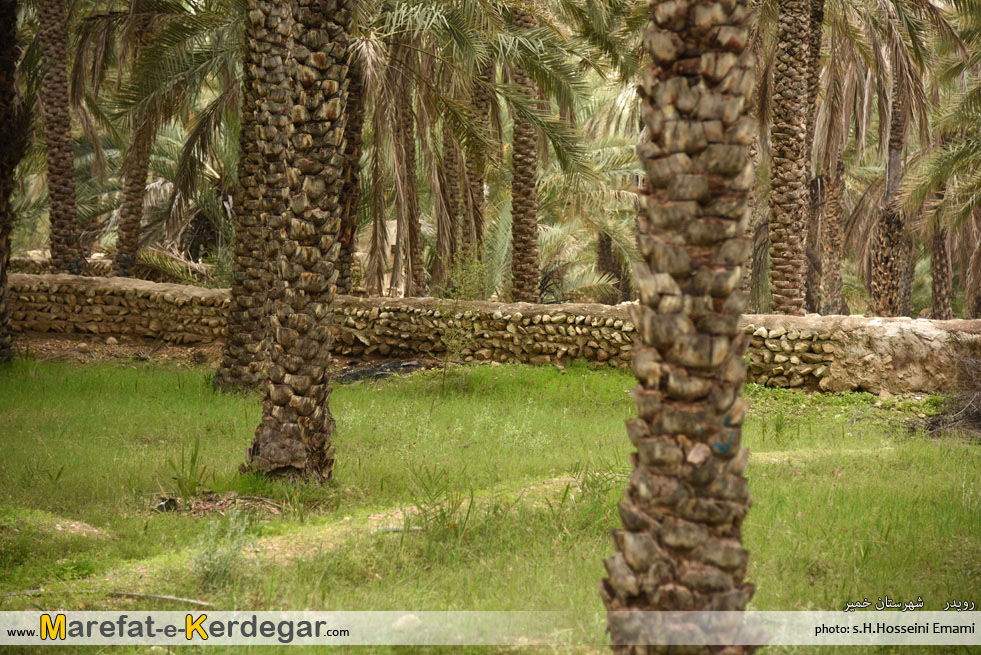 نخلستان رویدر نخلستان رویدر