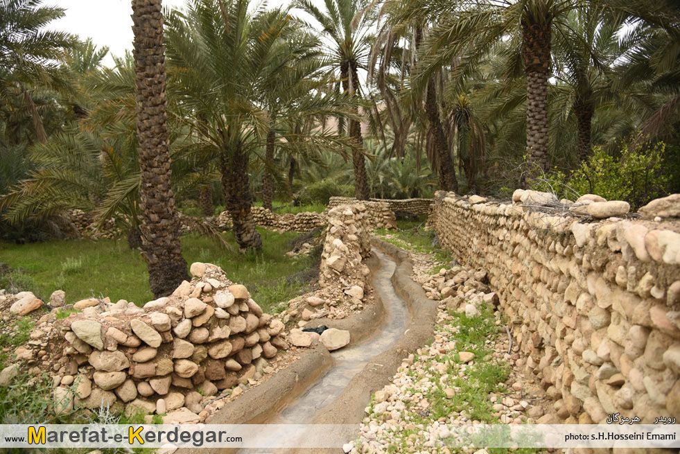 نخلستان رویدر نخلستان رویدر