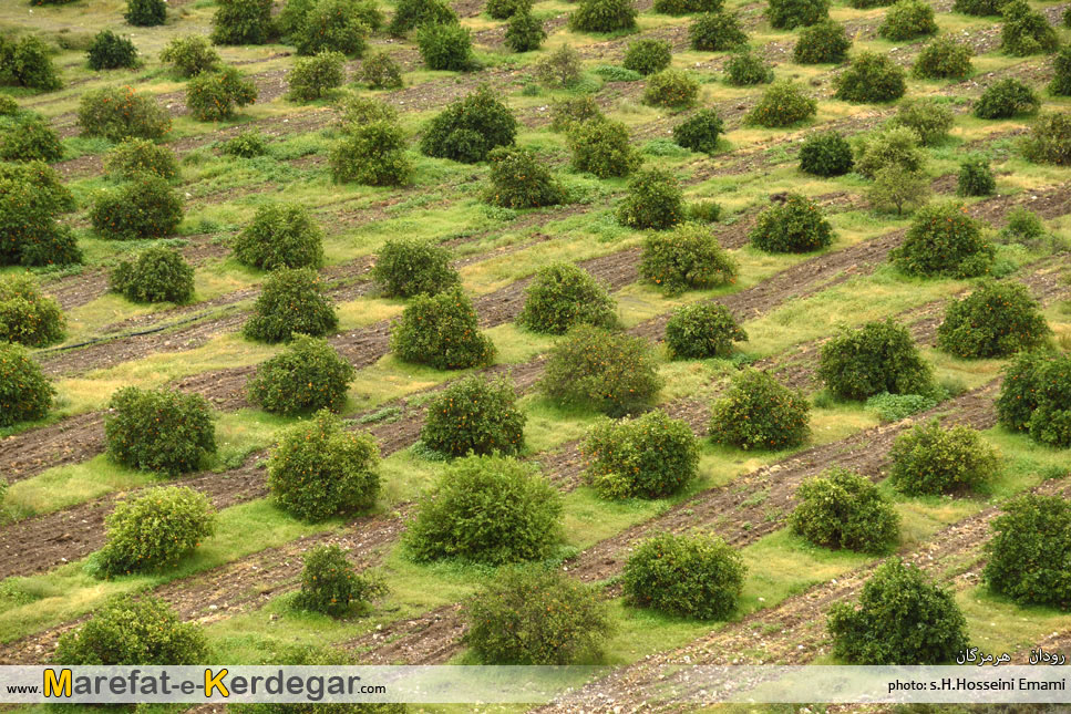 نارنگی رودان نارنگی رودان