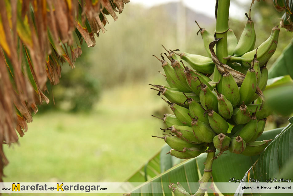 موز ایران موز ایران