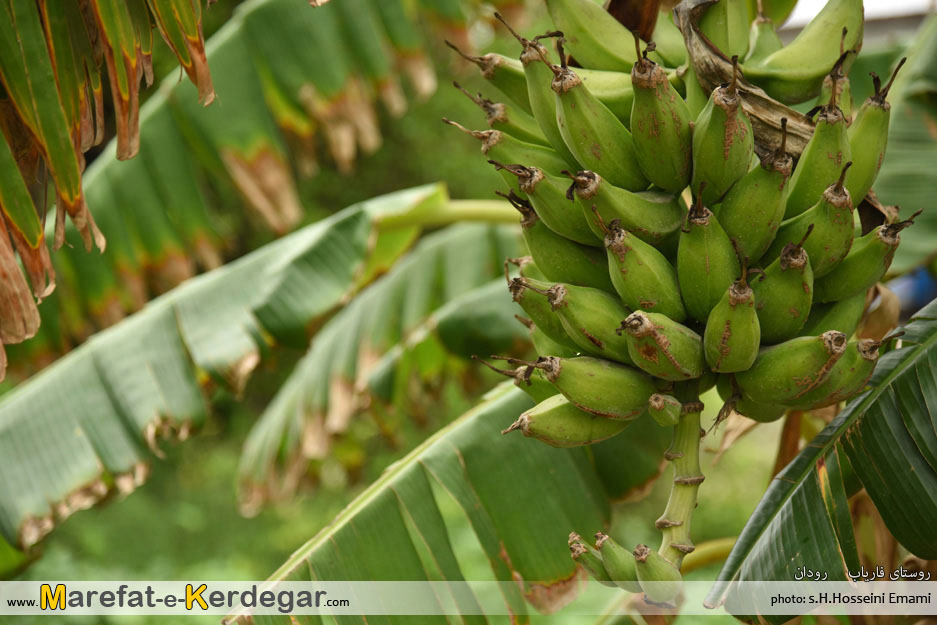 موز ایران موز ایران