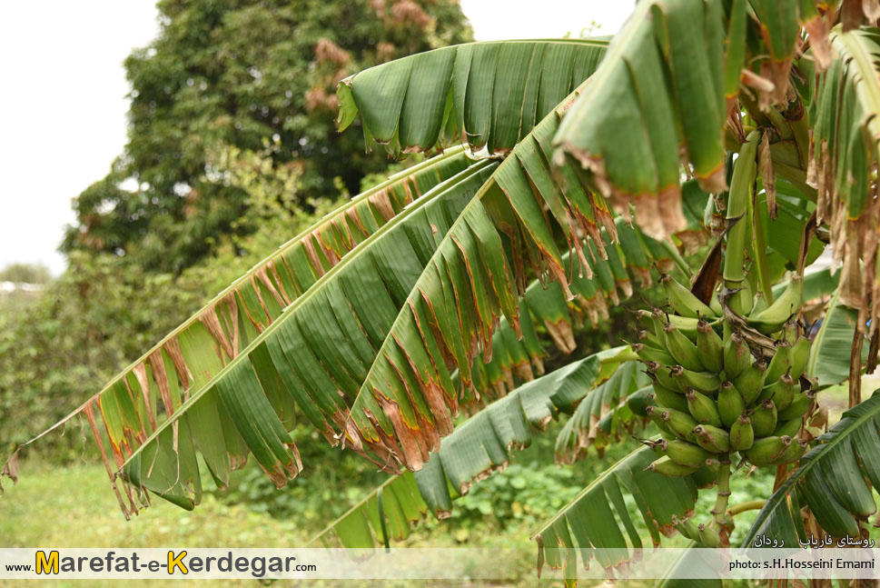موز رودان موز رودان