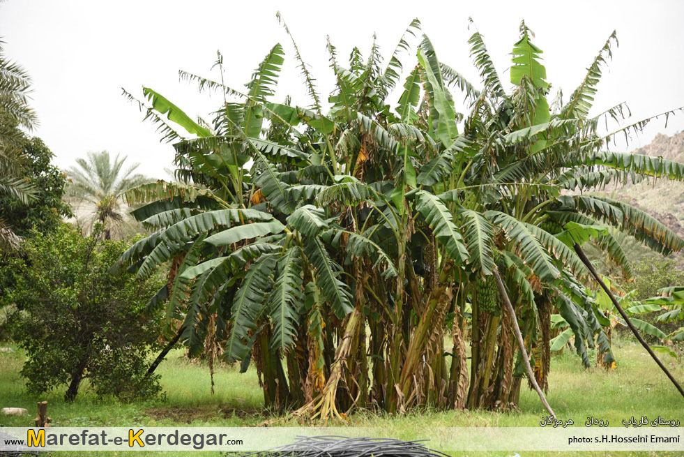 موز رودان موز رودان