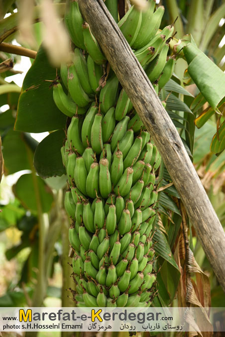 موز هرمزگان موز هرمزگان