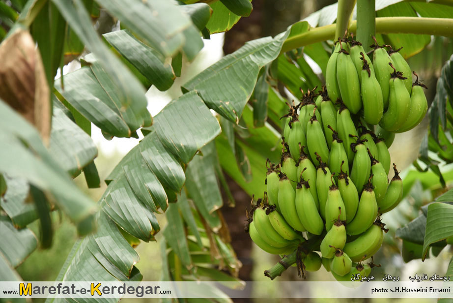 موز هرمزگان موز هرمزگان