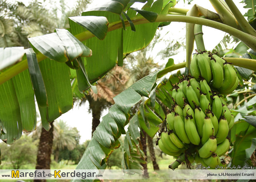 موز رودان موز رودان