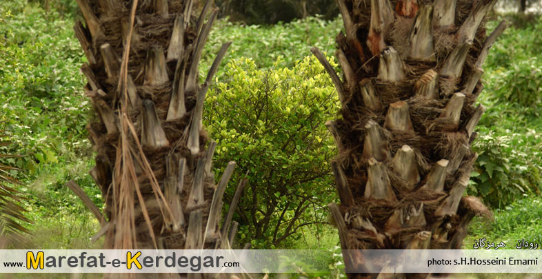 مکان های دیدنی رودان مکان های دیدنی رودان